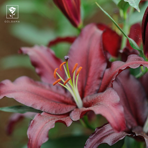 آفت و بیماری های گل سوسن