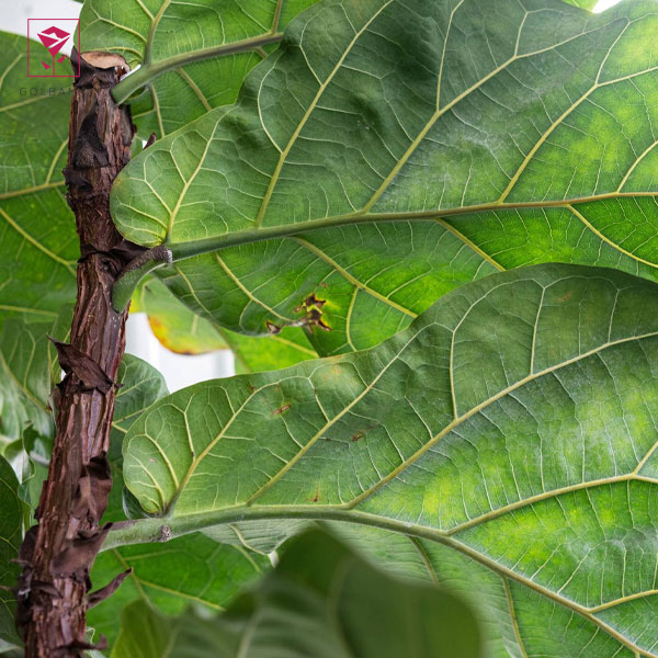 لیراتا آفریقایی چیست؟