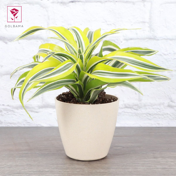 آلودگی قارچی، نور مستقیم آفتاب و تغییر محیط