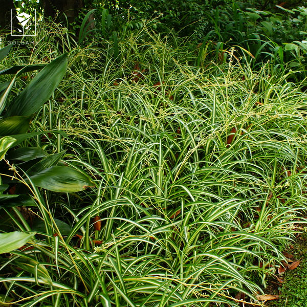 گیاه گل گندمی می‌تواند به پاکیزگی هوای محیط کمک کند