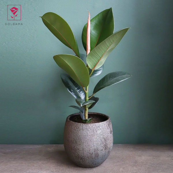 فیکوس الاستیکا سبز