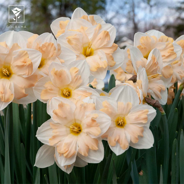 نرگس مری گی لیرت