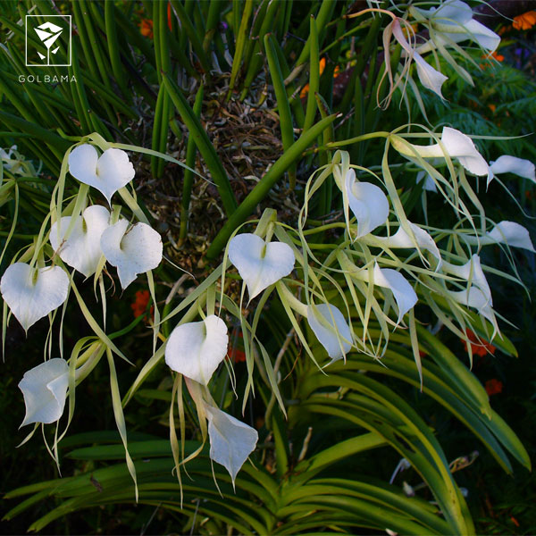 ارکیده براساوولا (BRASSAVOLA)