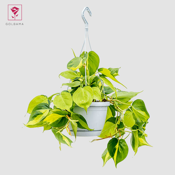 برگ‌های زرد اسکاندیس بیانگر چه هستند؟