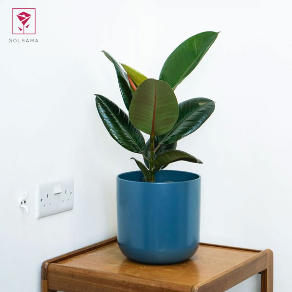 آیا فیکوس الاستیکا سمی است؟