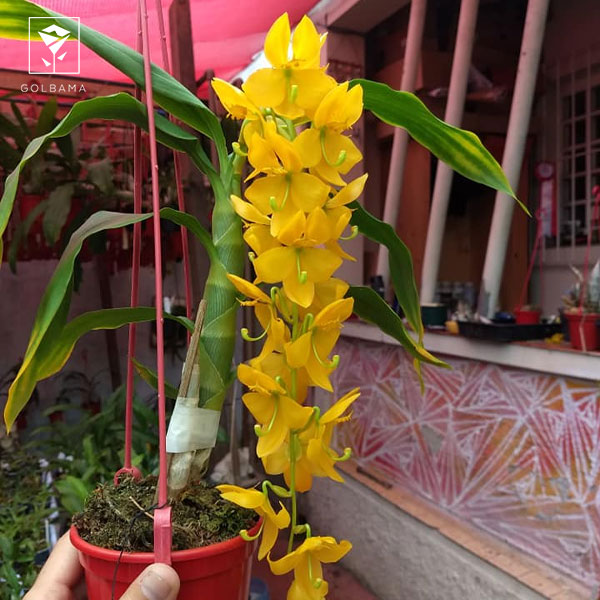 ارکیده سیکنوچیس (CYCNOCHES)