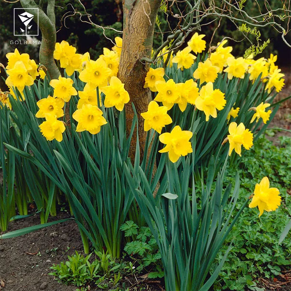 نرگس داچ مستر