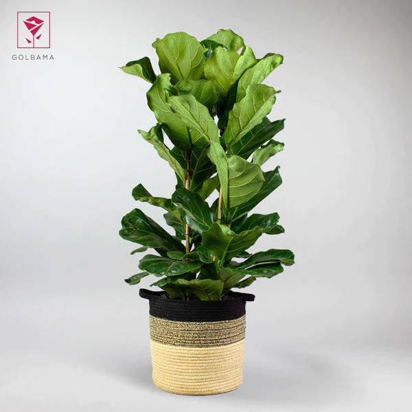 لیراتا ابلق