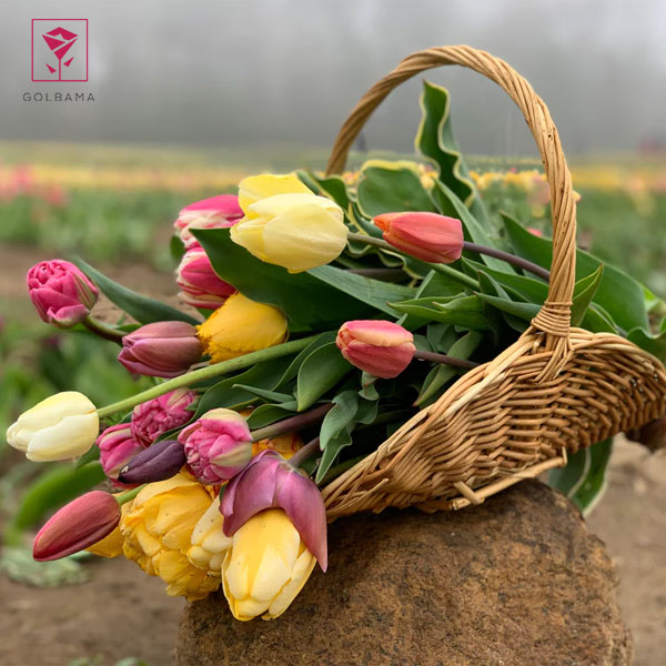 ترفندهای نگهداری گل لاله: 3. بریدن انتهای ساقه‌ی گل‌های لاله