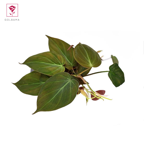 اگر برگ‌های اسکاندیس قهوه‌ای شوند چکار باید بکنم؟