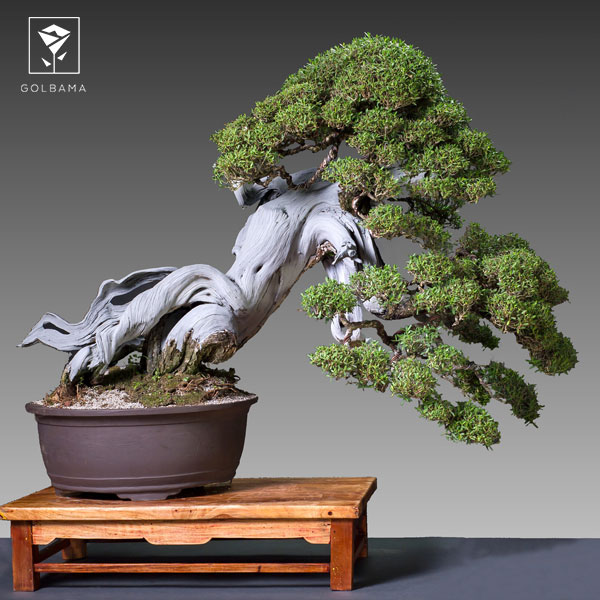 تعویض گلدان بونسای هر چند وقت انجام می‌شود؟