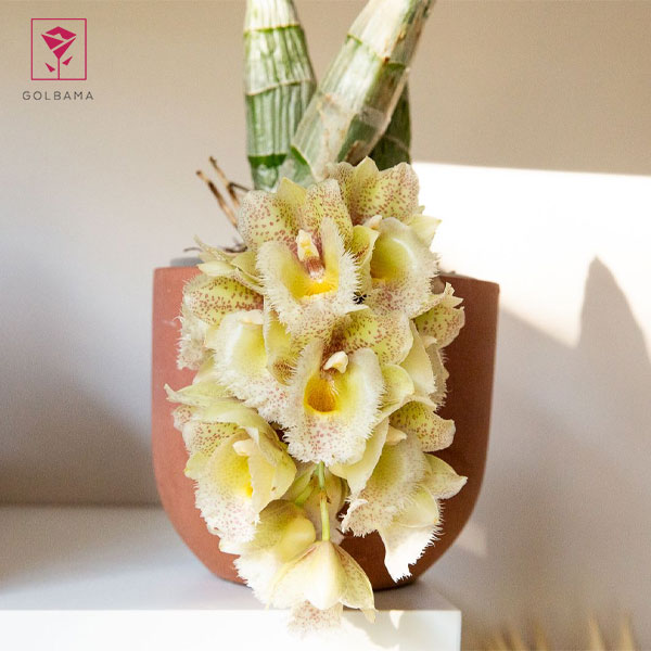 ارکیده کاتاستوم (CATASETUM)