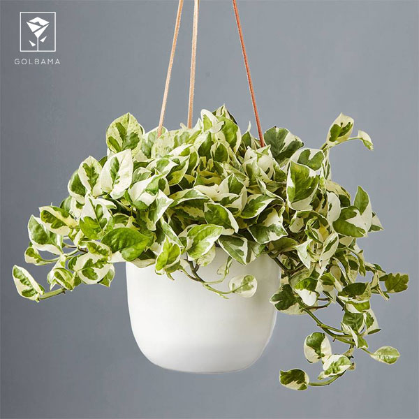 روش مراقبت از گل پتوس: خاک مناسب پتوس