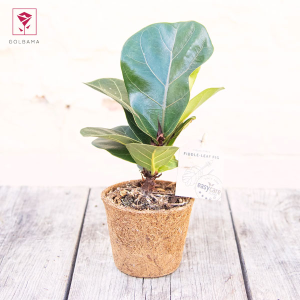 چگونه از فیکوس لیراتا ابلق نگهداری کنیم؟