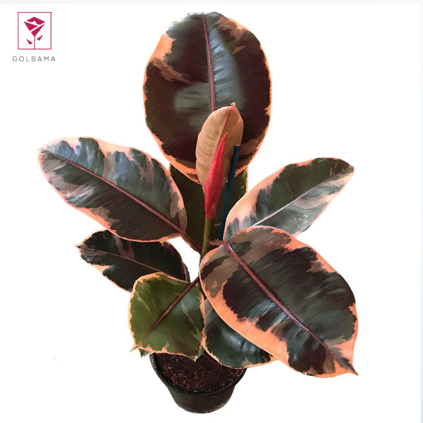  فیکوس یاقوتی