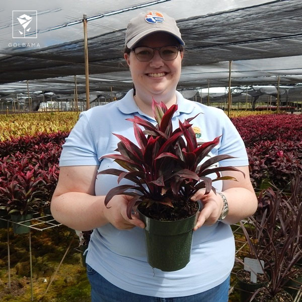 دراسنا کامپکت قرمز چیست؟