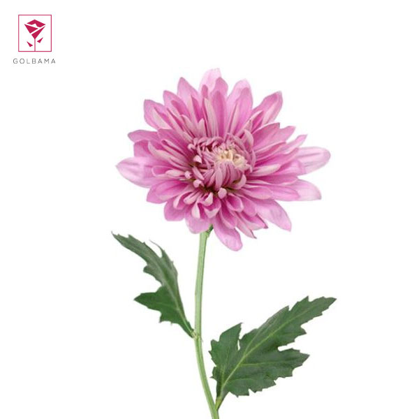 گلدهی گل داوودی