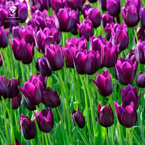 ترفندهای نگهداری گل لاله: 4. کندن برگ‌های اضافی