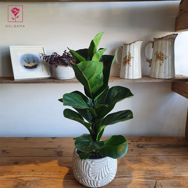 چه  نوری برای رشد گل لیراتا ابلق مناسب است؟ 