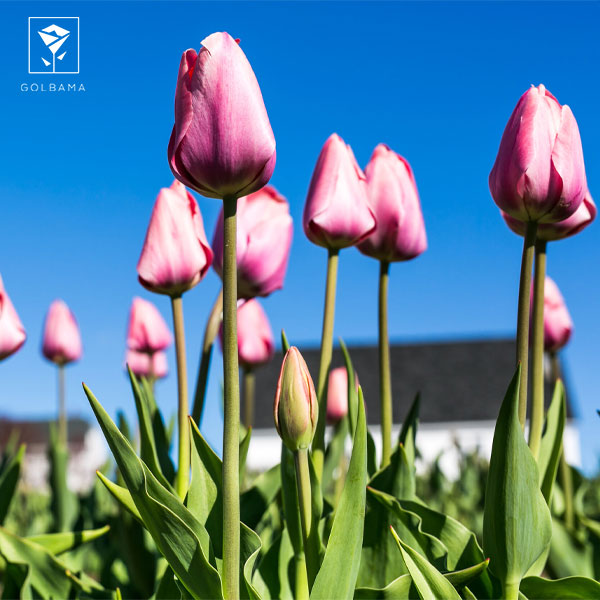 ترفندهای نگهداری گل لاله: 5. انتخاب گلدان مناسب