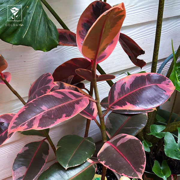 شرایط نگهداری فیکوس یاقوتی آبیاری و رطوبت