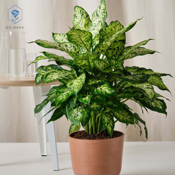 گل آپارتمانی دیفن باخیا