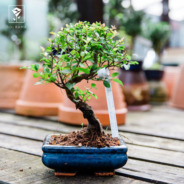 طریقه مراقبت از گل بونسای: ترکیب خاک مناسب بونسای