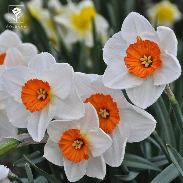 نرگس پروفسور انیشتین