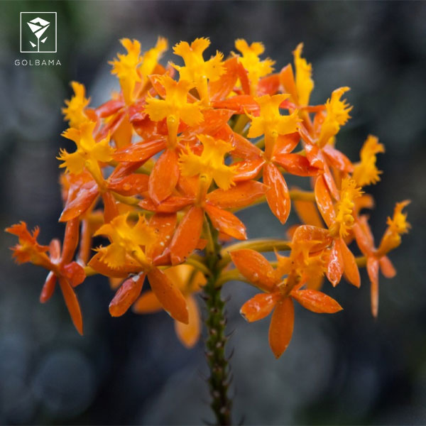 ارکیده اپی دندروم (EPIDENDRUM)