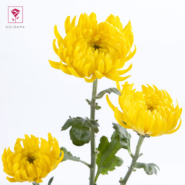 گل داوودی در گلدان