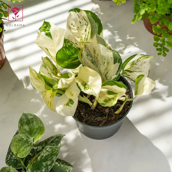 زرد شدن برگ گل پتوس