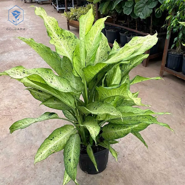 نگهداری از گل دیفن باخیا