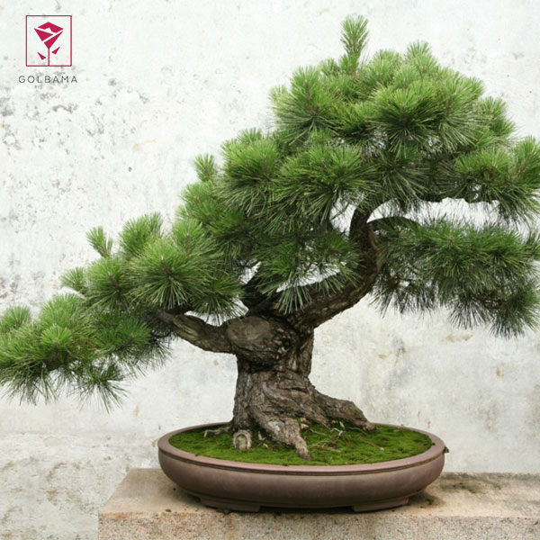 انواع گلدان بونسای: انتخاب گلدان مناسب