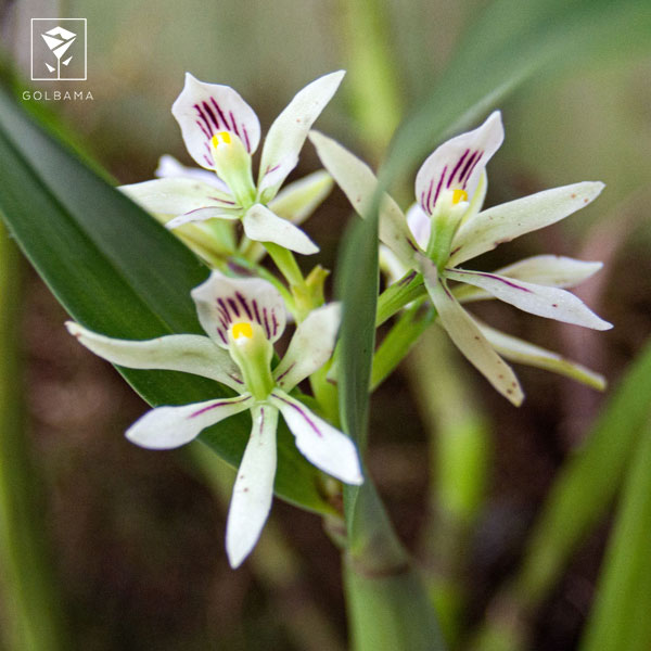 ارکیده انسیکلیا (Encyclia Orchids)