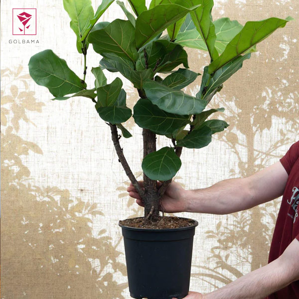 میزان آب و خاک مناسب برای نگهداری از لیراتا ابلق 