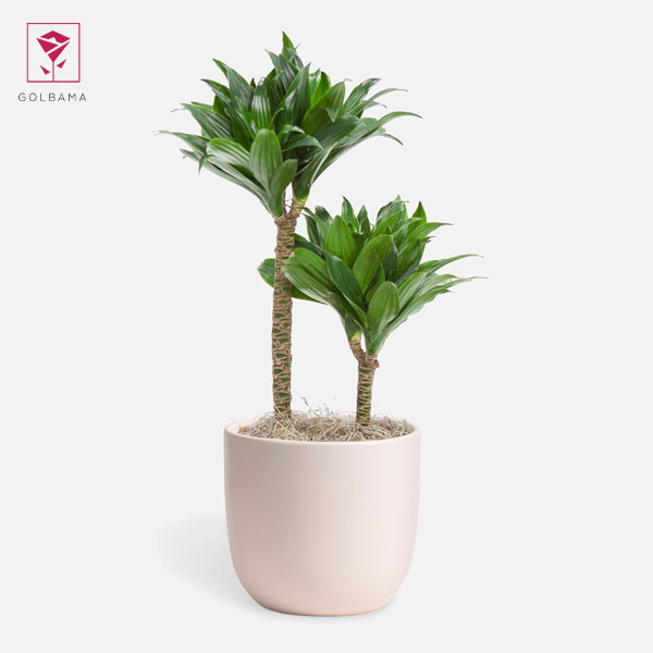 دراسنا کامپکت