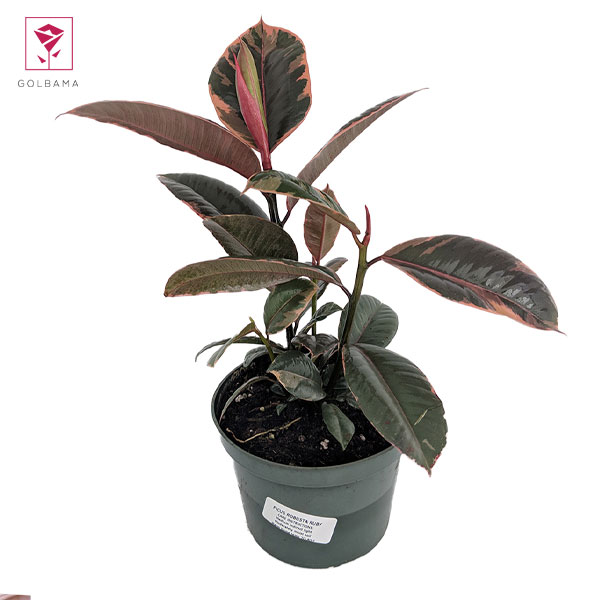 قیمت فیکوس یاقوتی