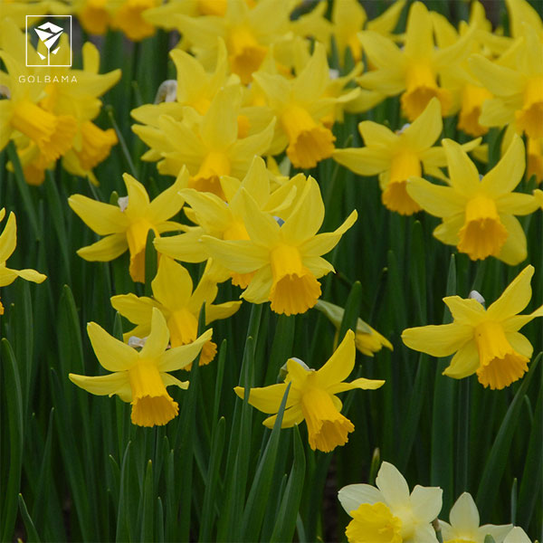 گل نرگس زرد