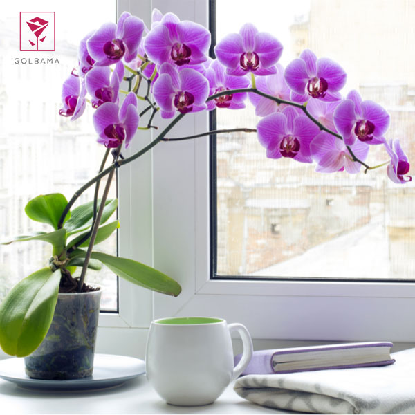 خاک مناسب نگهداری گل ارکیده