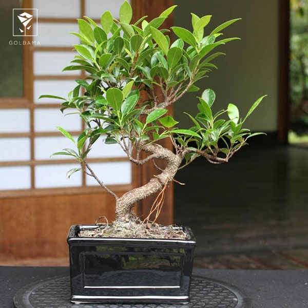 فیکوس رتوزا