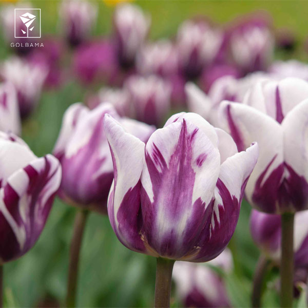 ترفندهای نگهداری گل لاله: 7. استفاده از غذای گیاه