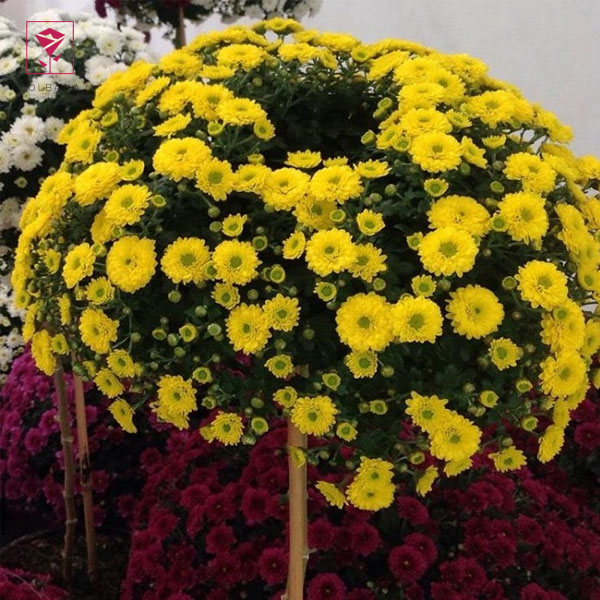 نحوه درست کردن چای گل داوودی