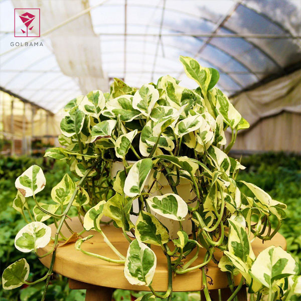 تقویت گل پتوس و استفاده از کود