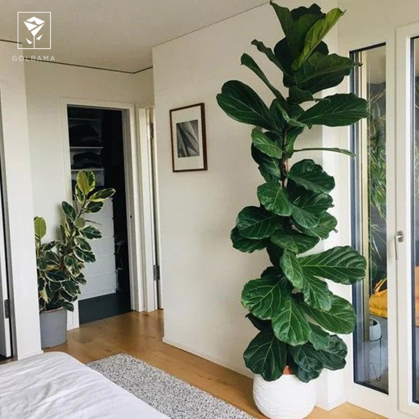 قیمت لیراتا: فیکوس لیراتا ابلق قیمت