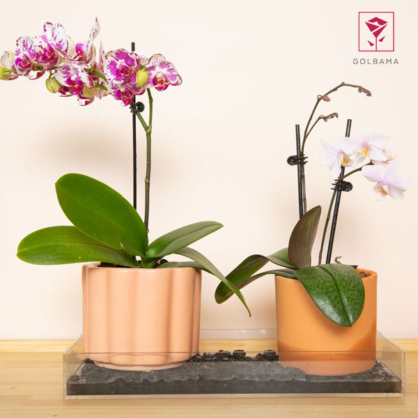 آبیاری گل ارکیده