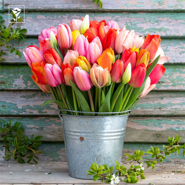 ترفندهای نگهداری گل لاله: 8. نکات احتیاطی