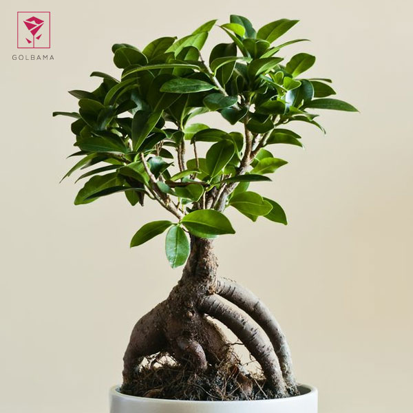 آبیاری بونسای فیکوس رتوزا چگونه انجام می‌گیرد؟