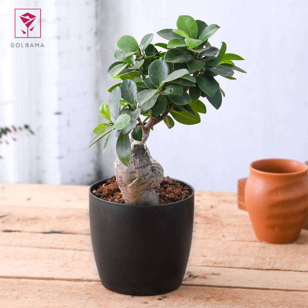 گل بونسای فیکوس