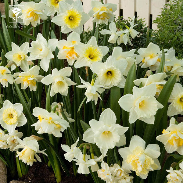 گل نرگس سفید