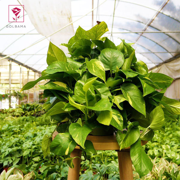 روش نگهداری پتوس برگ پهن یا پتوس معمولی: تکثیر پتوس